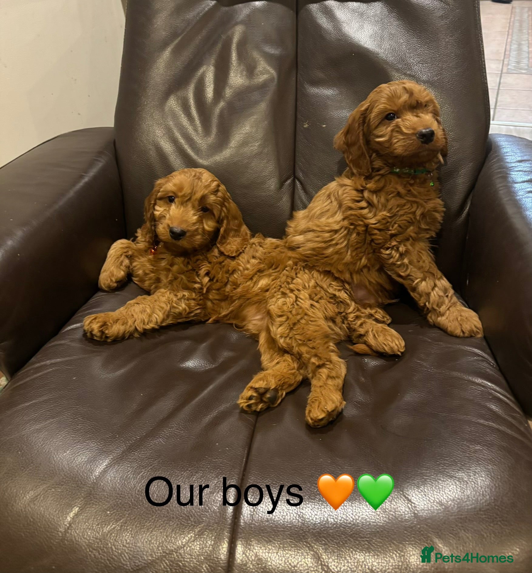 Cockapoo dogs F1 Cockapoo puppies Ready now. - Advert 14