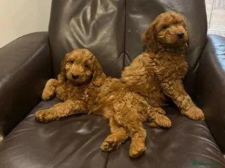 Cockapoo dogs F1 Cockapoo puppies Ready now. - Advert 15