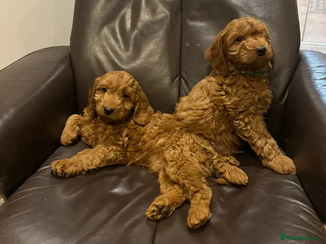 Cockapoo dogs F1 Cockapoo puppies Ready now. - Advert 3