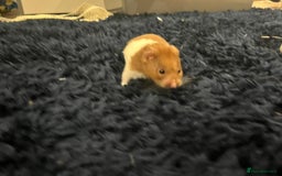 Hamster rodents for sale: Hamster and cage - Image 3