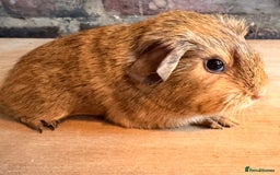 Guinea Pig rodents for sale: Beautiful Buff Agouti Guinea Pigs - Advert 2