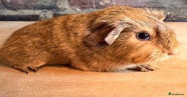 Guinea Pig rodents Beautiful Buff Agouti Guinea Pigs - Advert 2