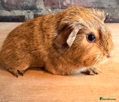 Guinea Pig rodents Beautiful Buff Agouti Guinea Pigs - Advert 2