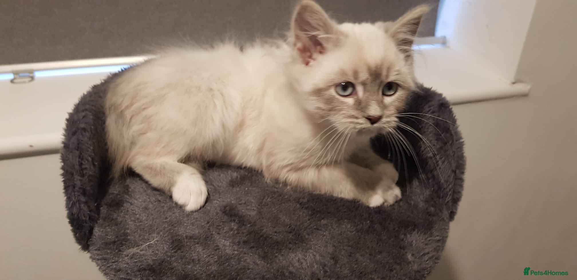 Siberian cats Hypoallergenic Siberian Neva Masquerade kitten - Advert 12