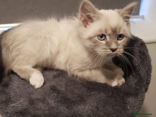 Siberian cats Hypoallergenic Siberian Neva Masquerade kitten - Advert 6