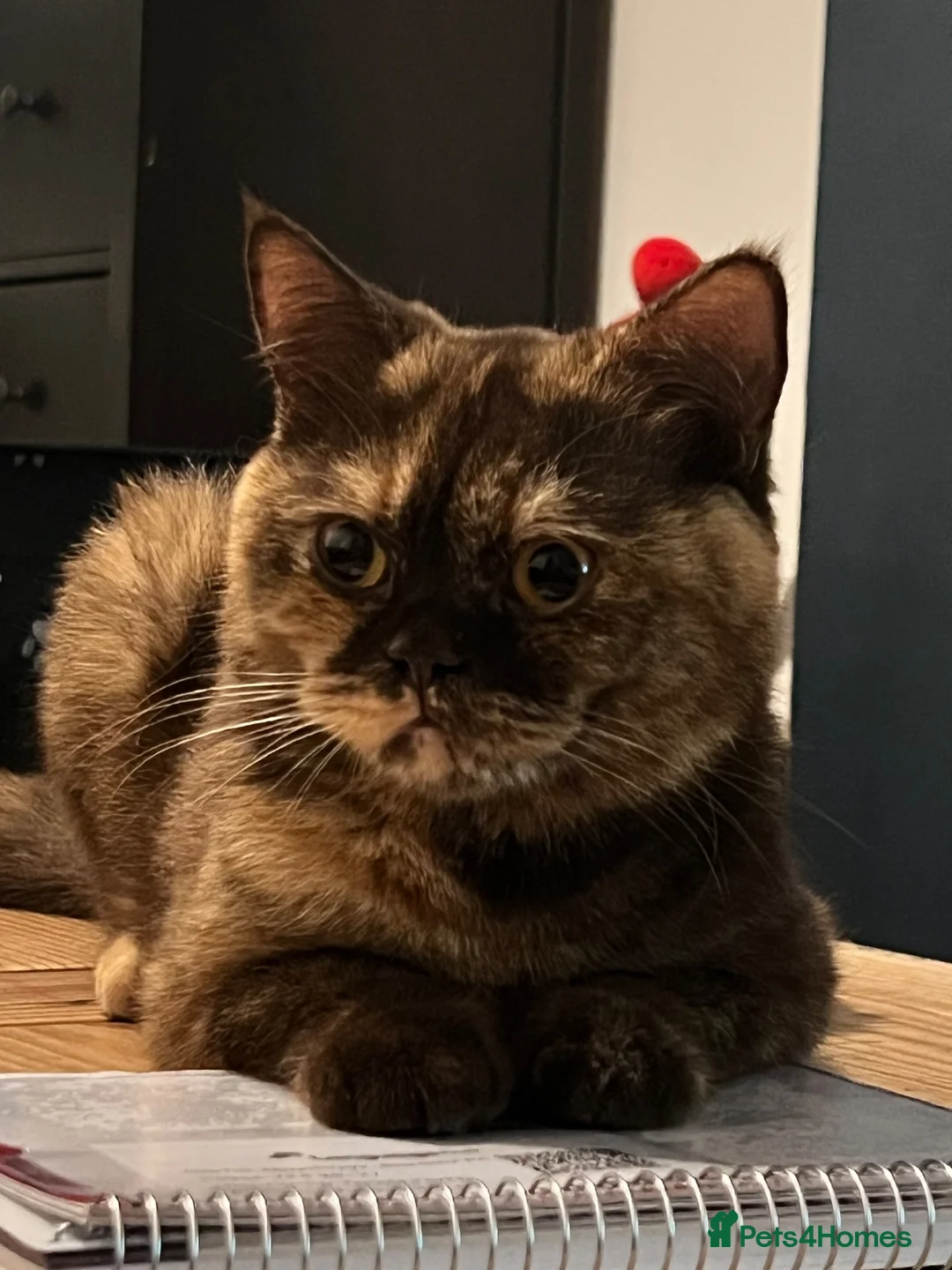 British Shorthair cats for sale: GCCF Registered Top-Quality British Shorthairs  - Advert 1