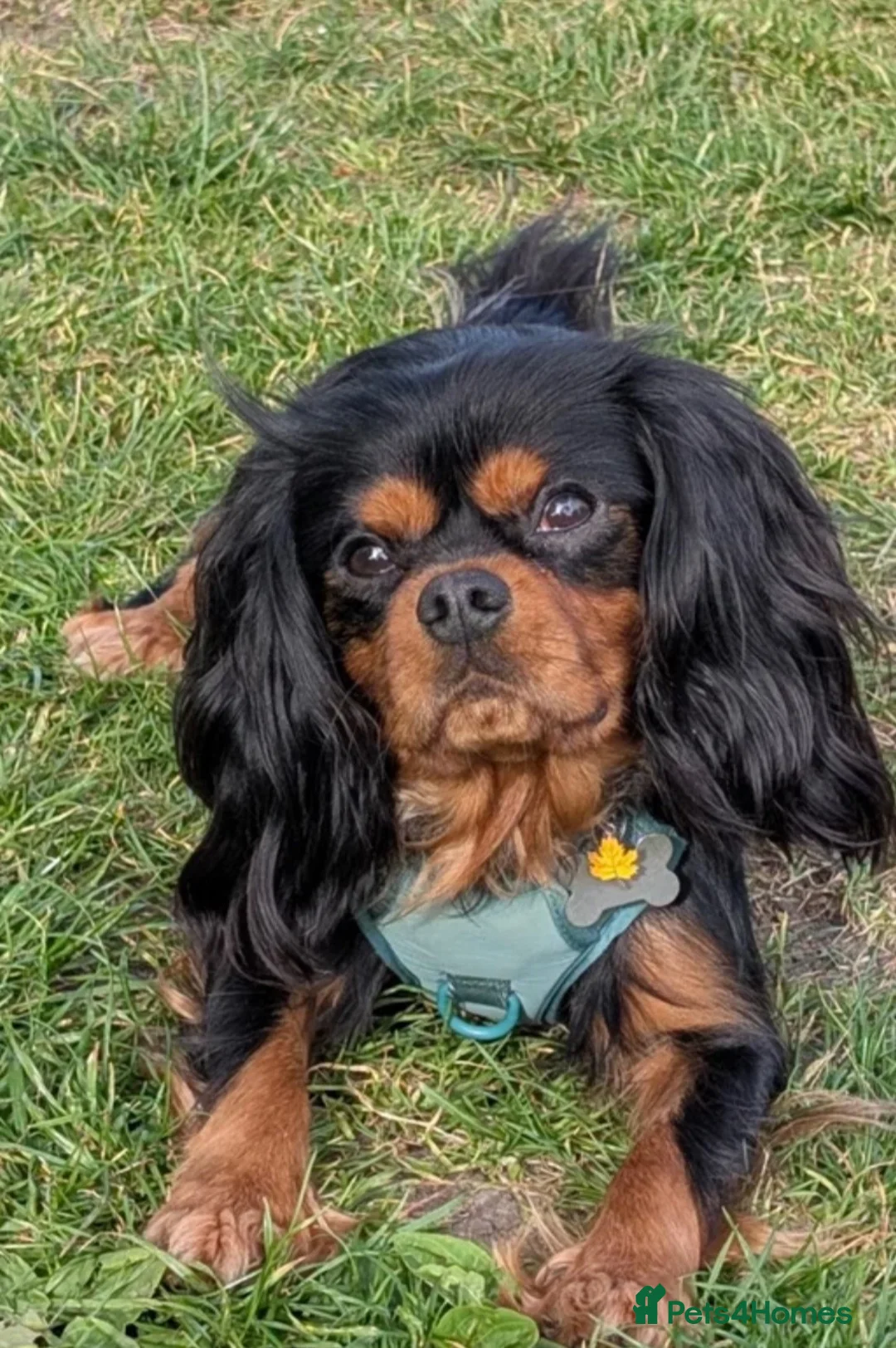 Mixed Breed dogs for sale: TILLY Pugalier and Rupert Cavalier King Charles  in Southampton - Advert 2