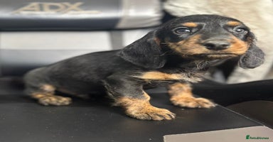 Doxiepoo dogs - Advert 6