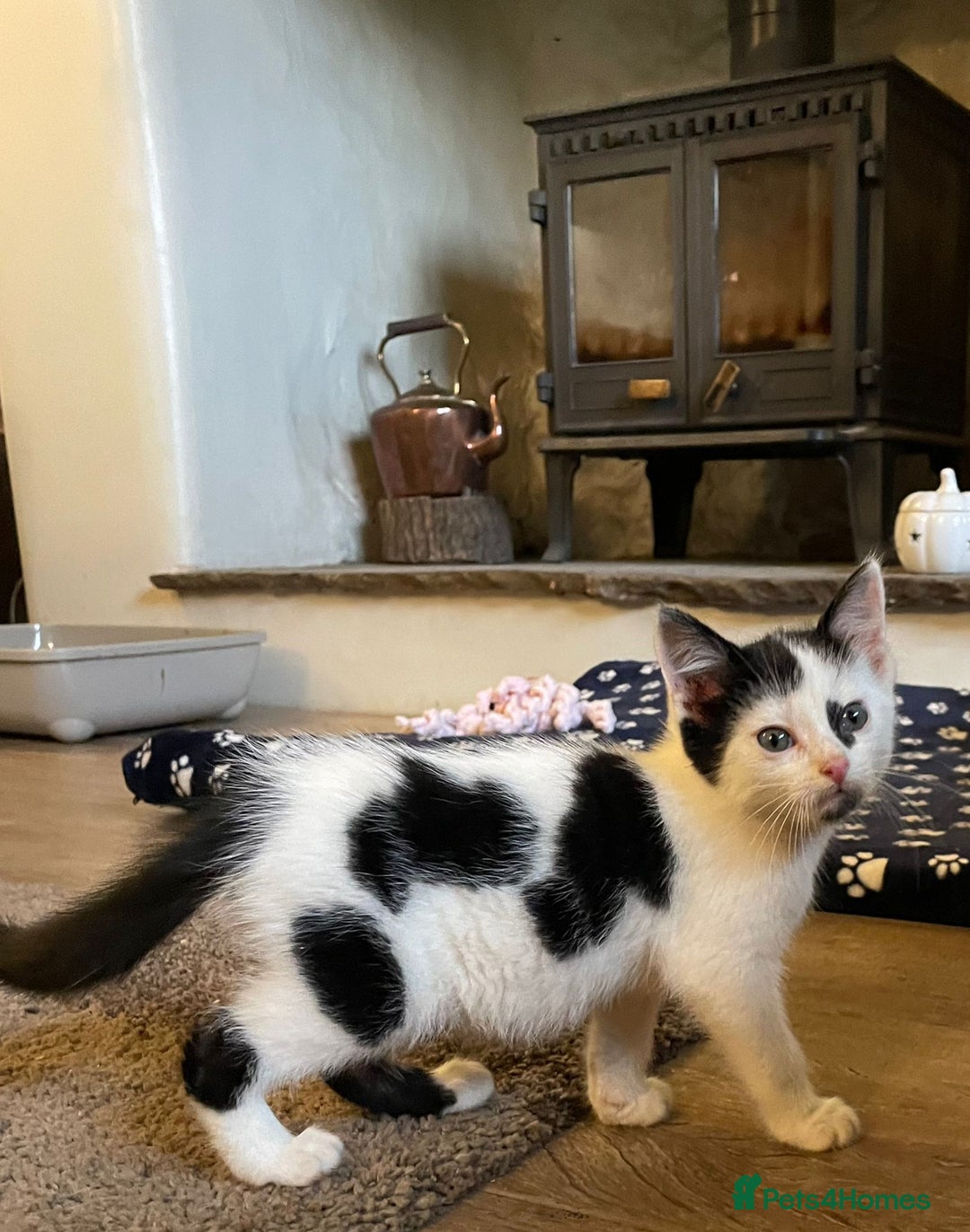 Mixed Breed cats for sale: Beautiful Cuddly Kittens - Image 3