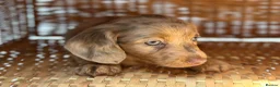 Miniature Dachshund dogs for sale: KC STUNNING COLOURED BLUE EYED SMOOTH & LONG COATS - Advert 31