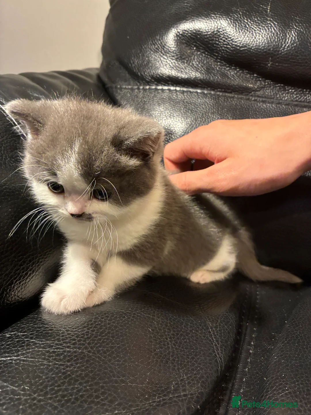 British Shorthair cats for sale: LAST 1 REMAINING BSH TICA KITTENS - Advert 2