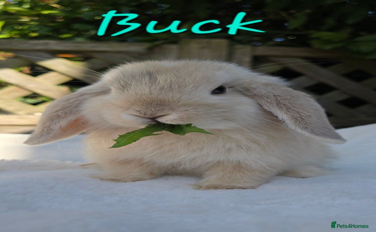 Mini Lop rabbits in Huntingdon - Advert 4