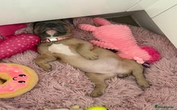 French Bulldog dogs for sale: Female French bulldog ❤️ - Image 1