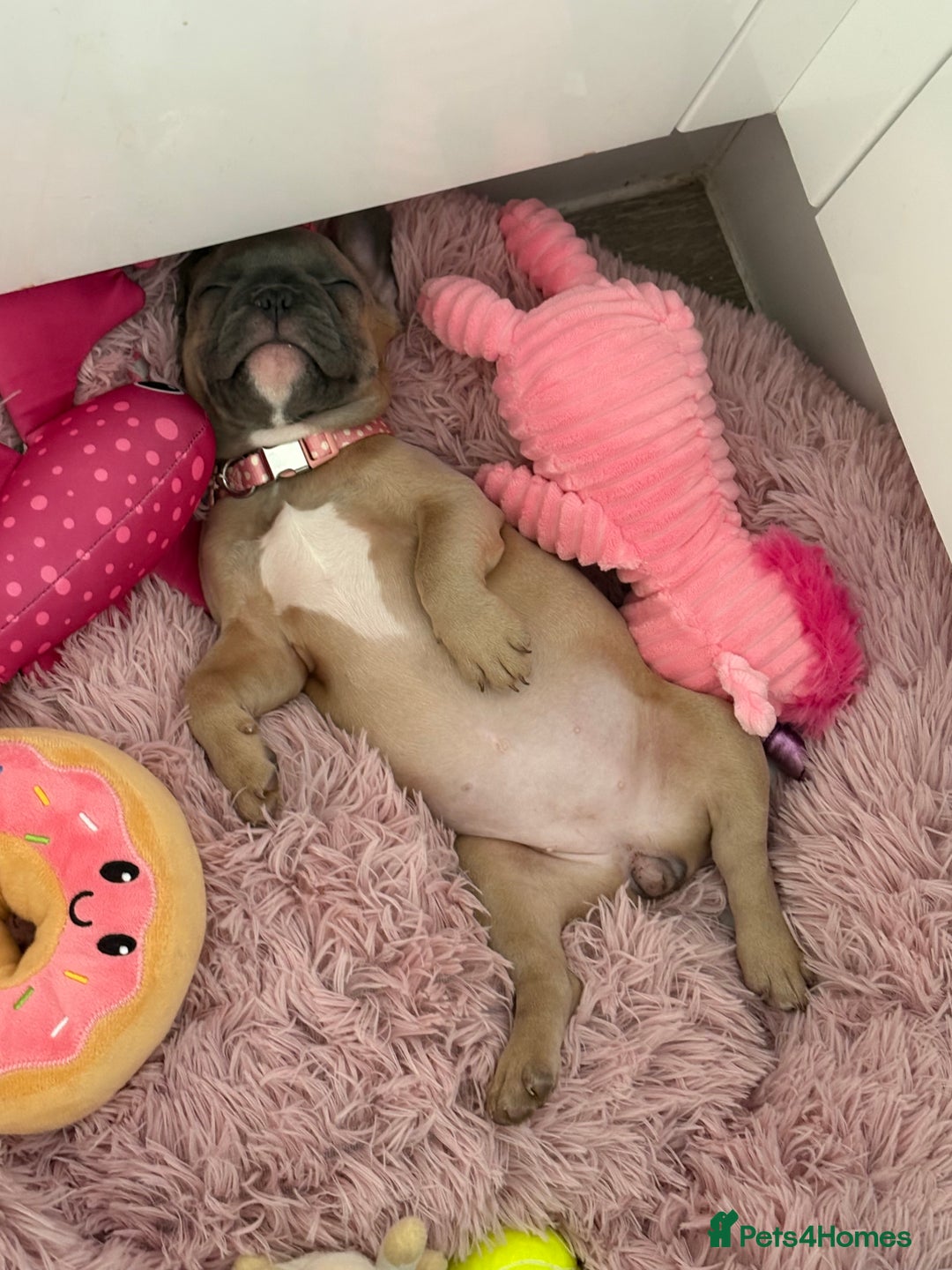 French Bulldog dogs for sale: Female French bulldog ❤️ - Image 1