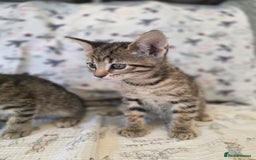 Maine Coon cats for sale: Maine coon x kittens - Image 8