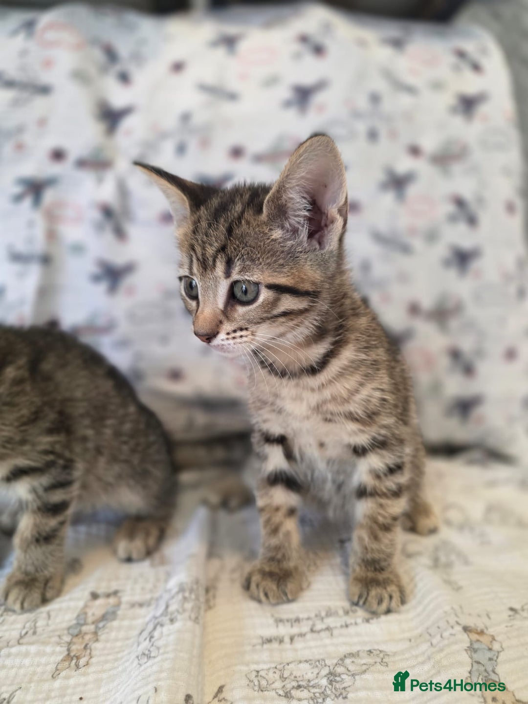 Maine Coon cats for sale: Maine coon x kittens - Image 8