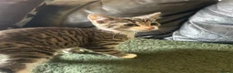 Mixed Breed cats for sale: Kittens ready for their forever home!  - Advert 6