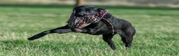 Labrador Retriever dogs for sale: FTCh Gunnerspeg Gambler × Greenbriar Tanzanite - Advert 25