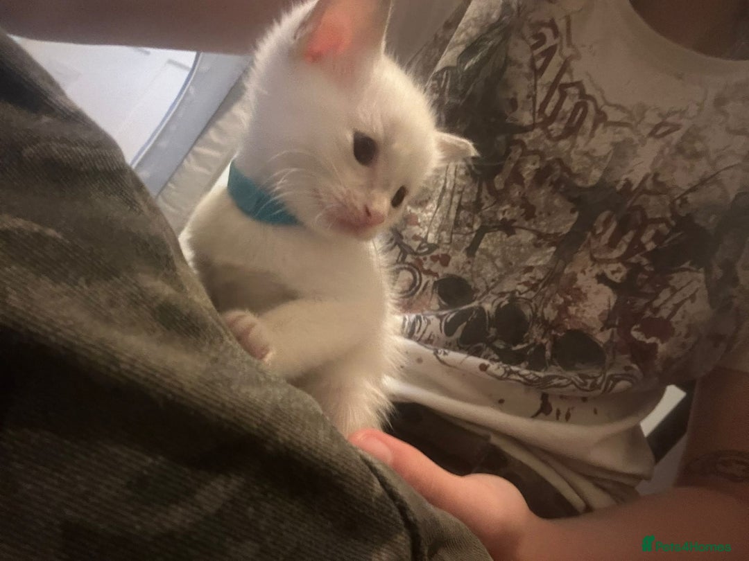 Ragamese cats for sale: Ragamese lilac kittens - Image 15