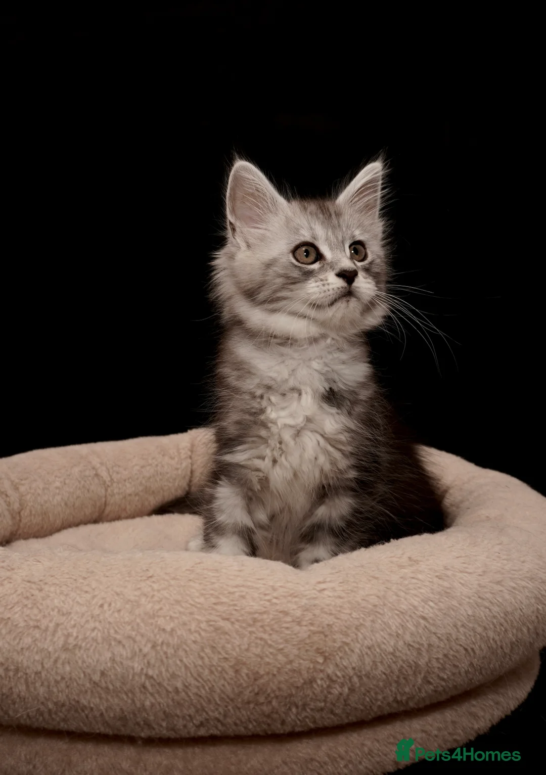 Maine Coon cats for sale: Black Silver classic tabby Mainecoon kittens - Advert 8