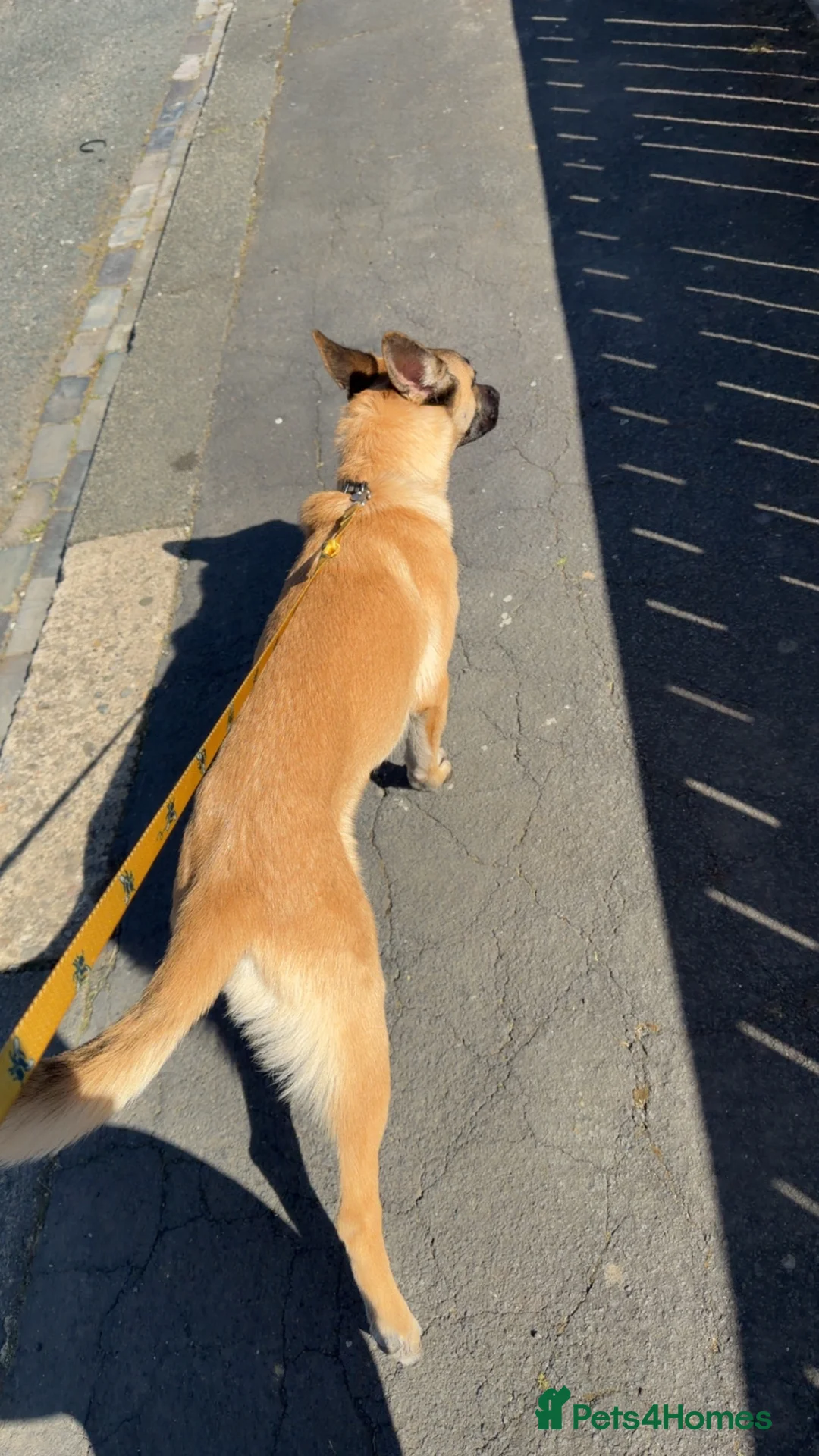 Belgian Shepherd Dog dogs for sale: Belgian shepherd pup 8 months old(Rocco) in Durham - Advert 2