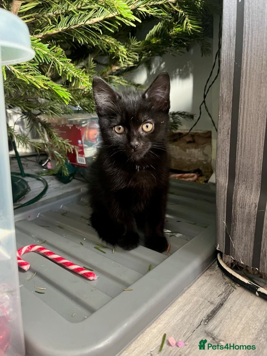 British Shorthair cats for sale: All black female kitten  - Advert 7