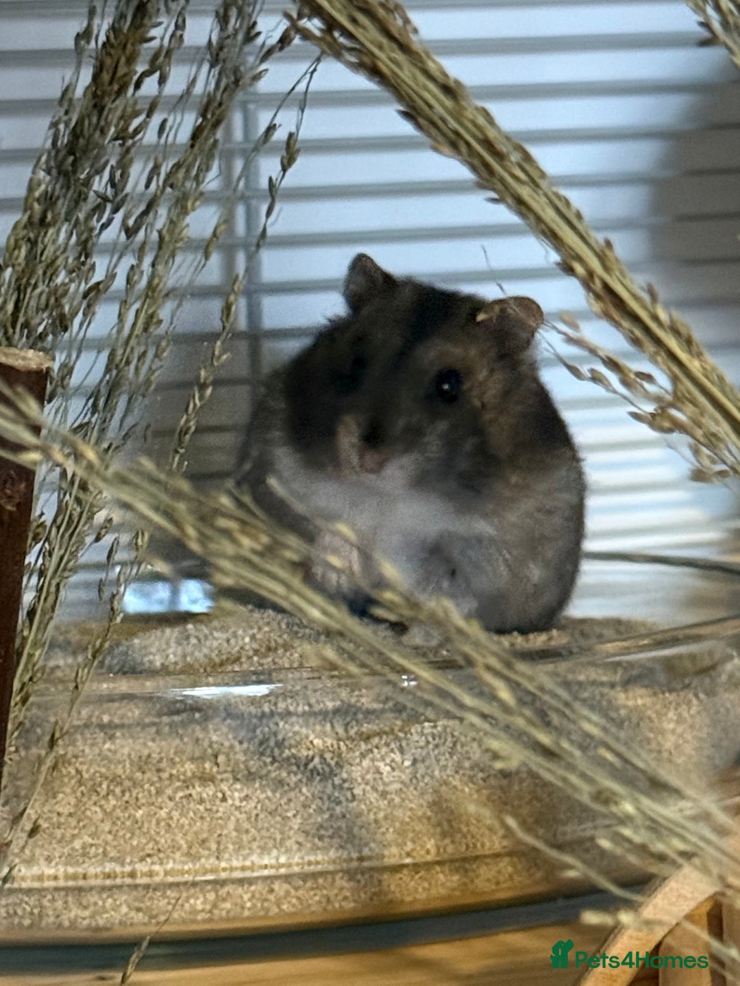 Hamster rodents for sale: Lovely male dwarf hamster  - Advert 2