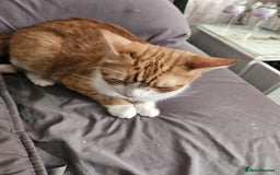 Mixed Breed cats for sale: Male neutered ginger male - Image 3