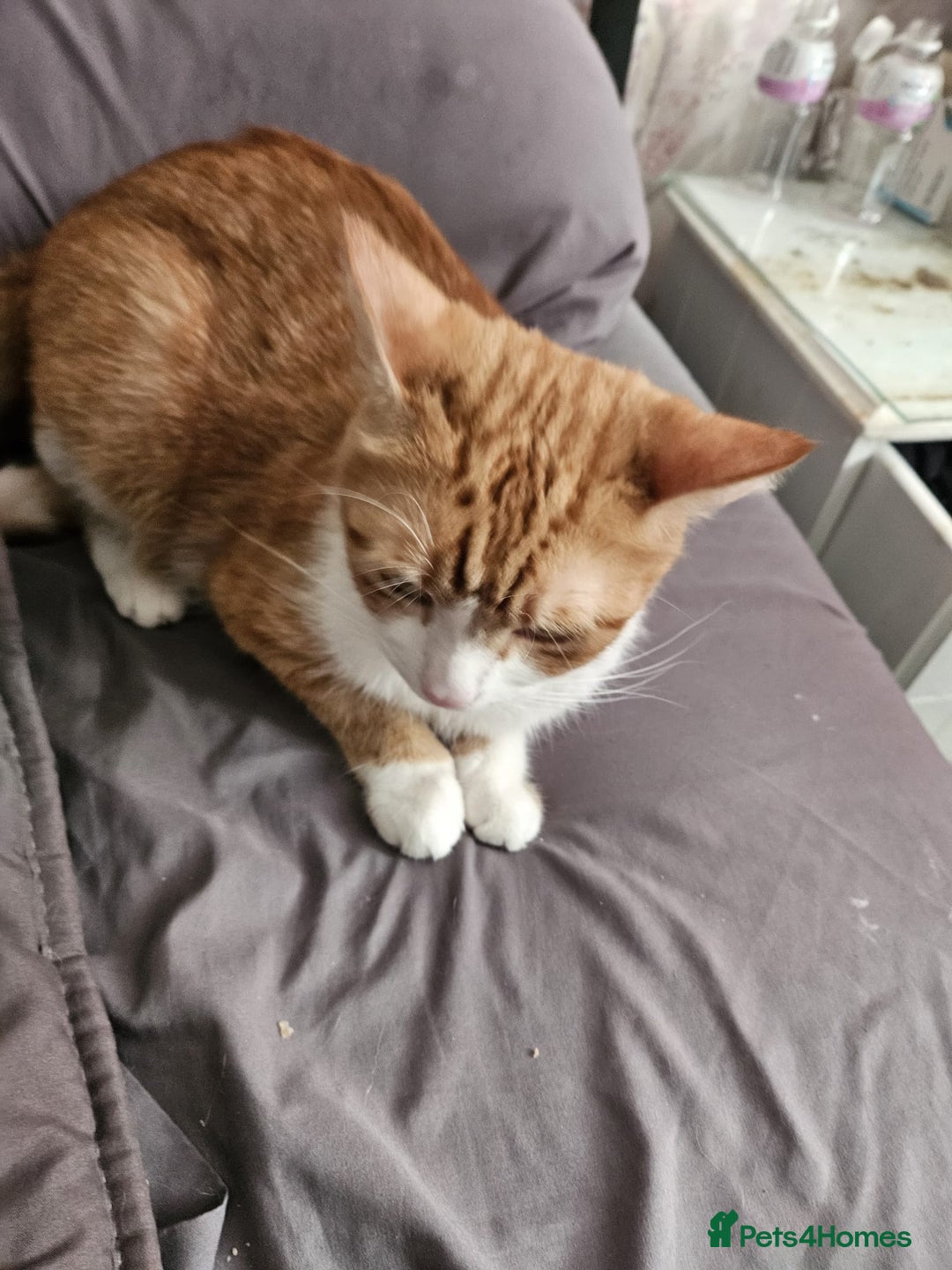 Mixed Breed cats for sale: Male neutered ginger male - Image 3
