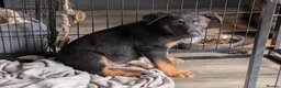 German Shepherd dogs for sale: **REDUCED**Beautiful German Shepherd Pups - Advert 15