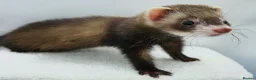 Ferret rodents for sale: Micro Ferrets - Advert 5