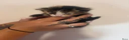 Mixed Breed cats for sale: Beautiful Fluffy Kittens - Advert 8