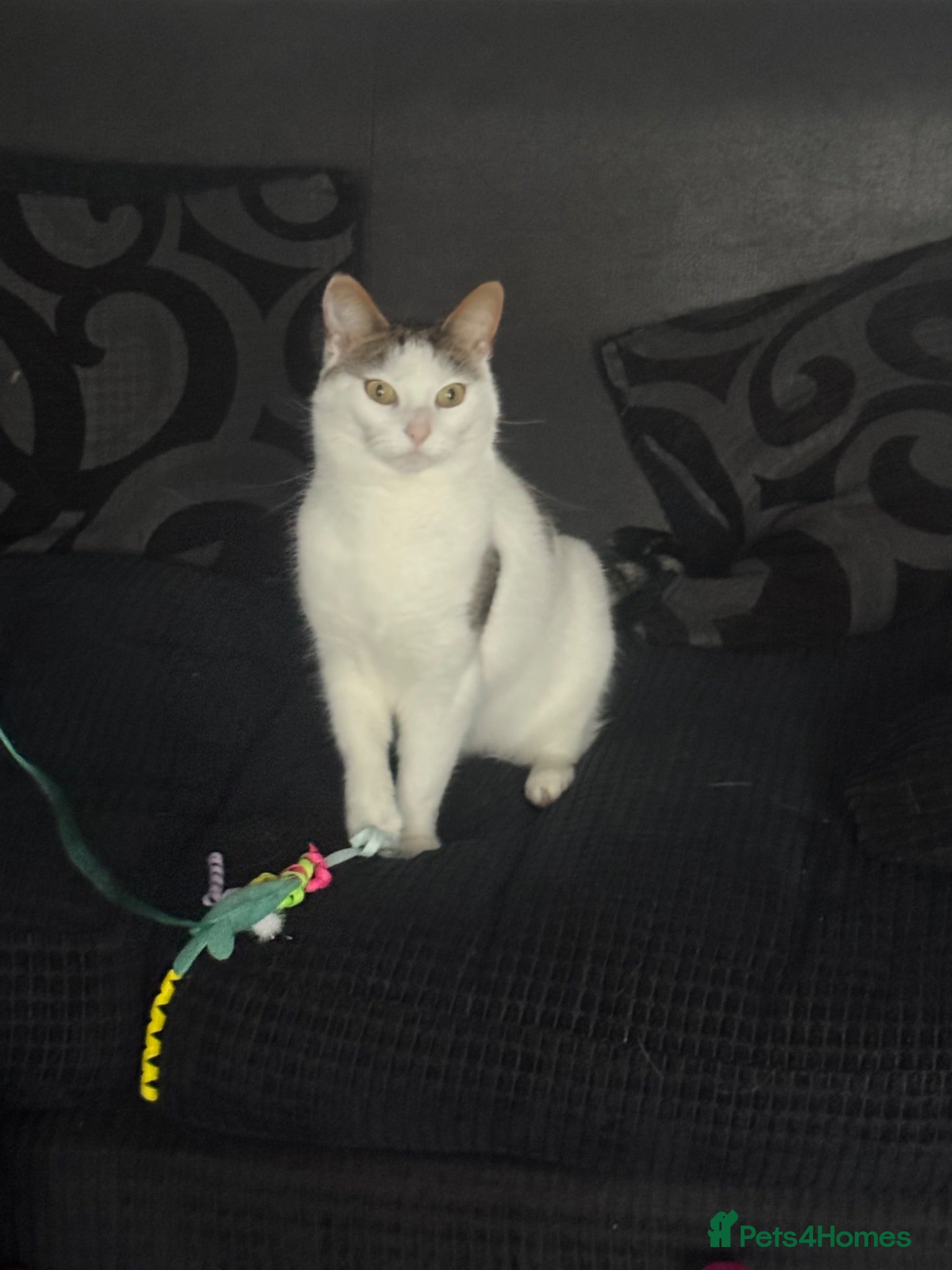 Turkish Van cats Luna  - Advert 4