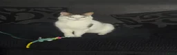 Turkish Van cats for sale: Luna  - Advert 1