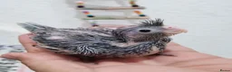 Cockatiels birds for sale: Cockatiels  - Advert 10