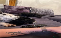 Mixed Breed dogs for sale: Dogs for rehoming  - Image 1