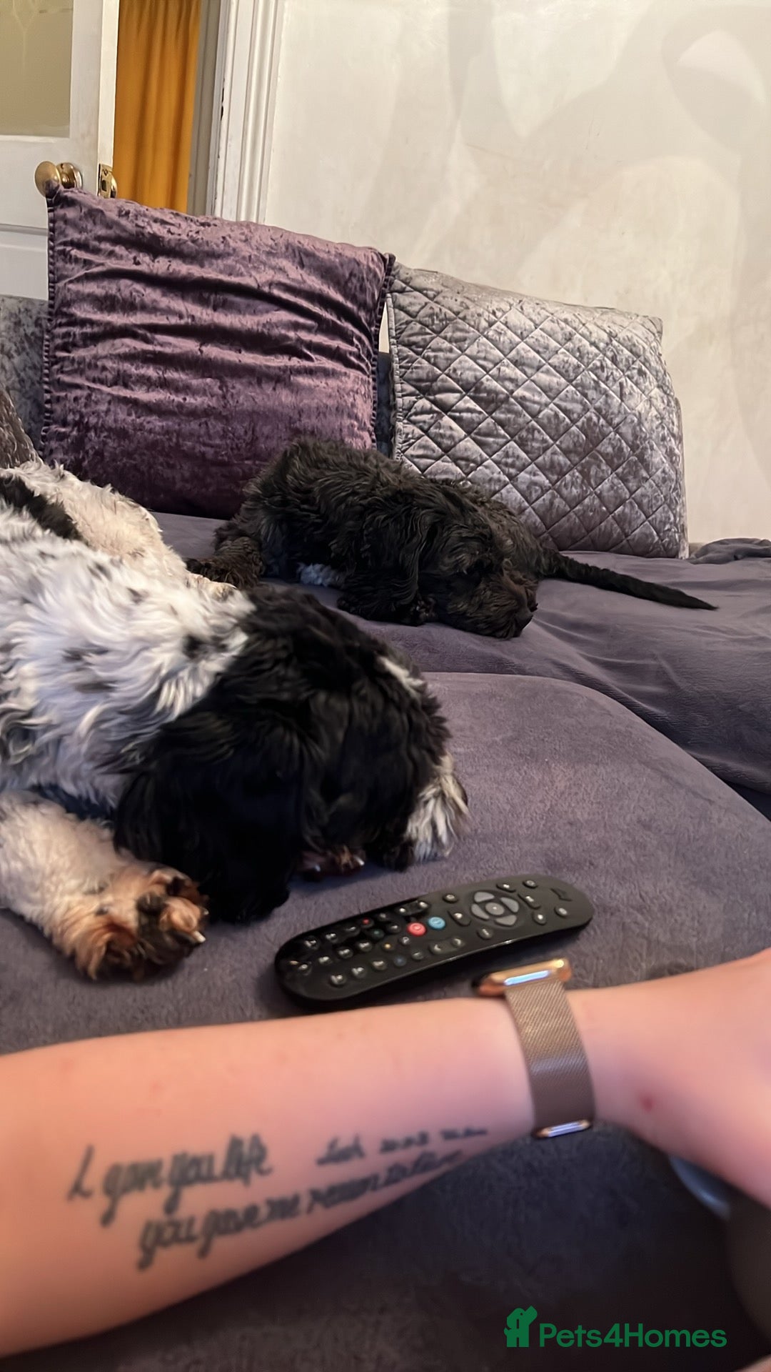 Mixed Breed dogs for sale: Dogs for rehoming  - Image 1