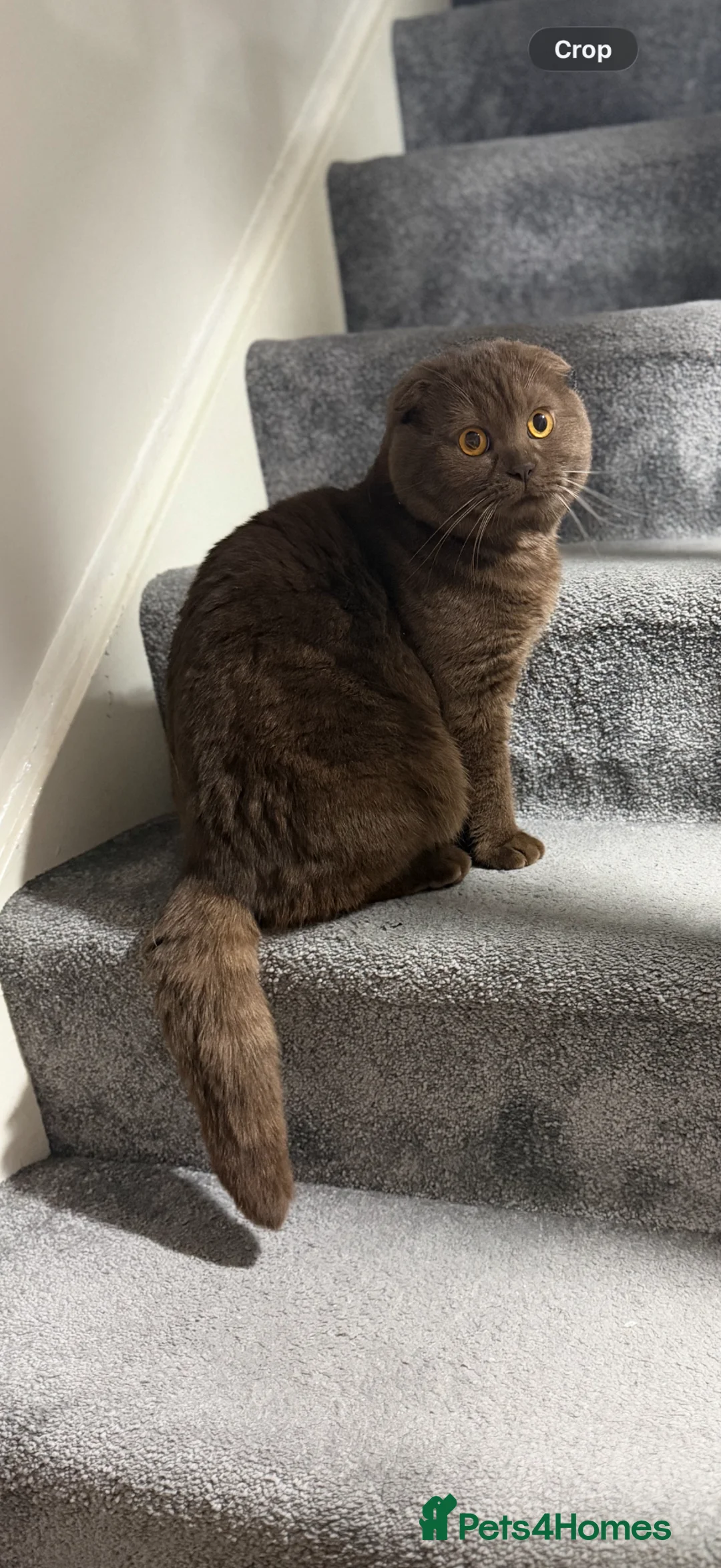 Scottish Fold cats for sale: Male Scottish fold cat chocolate  - Advert 1