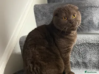 Scottish Fold cats Male Scottish fold cat chocolate - Advert 5