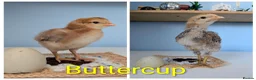 Chickens poultry for sale: 4 Gorgeous cockerels Blue White Olive egg genes in Christchurch - Advert 3