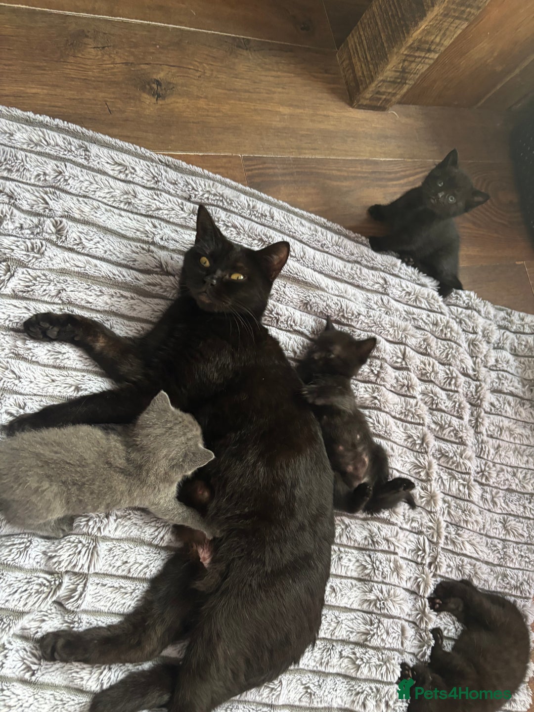 British Shorthair cats for sale: 5 British shorthair kittens  - Image 8