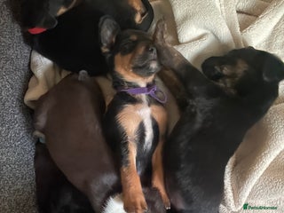 Mixed Breed dogs Sprollies - Advert 3