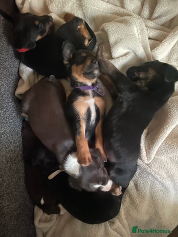 Mixed Breed dogs Sprollies - Advert 3