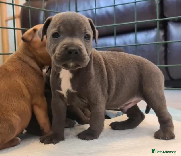 Staffordshire Bull Terrier dogs 🔴🔵⚫️Amazing Champion Bred staffys   - Advert 2