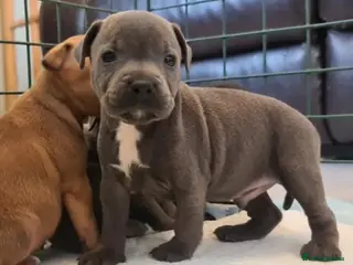 Staffordshire Bull Terrier dogs 🔴🔵⚫️Amazing Champion Bred staffys - Advert 2