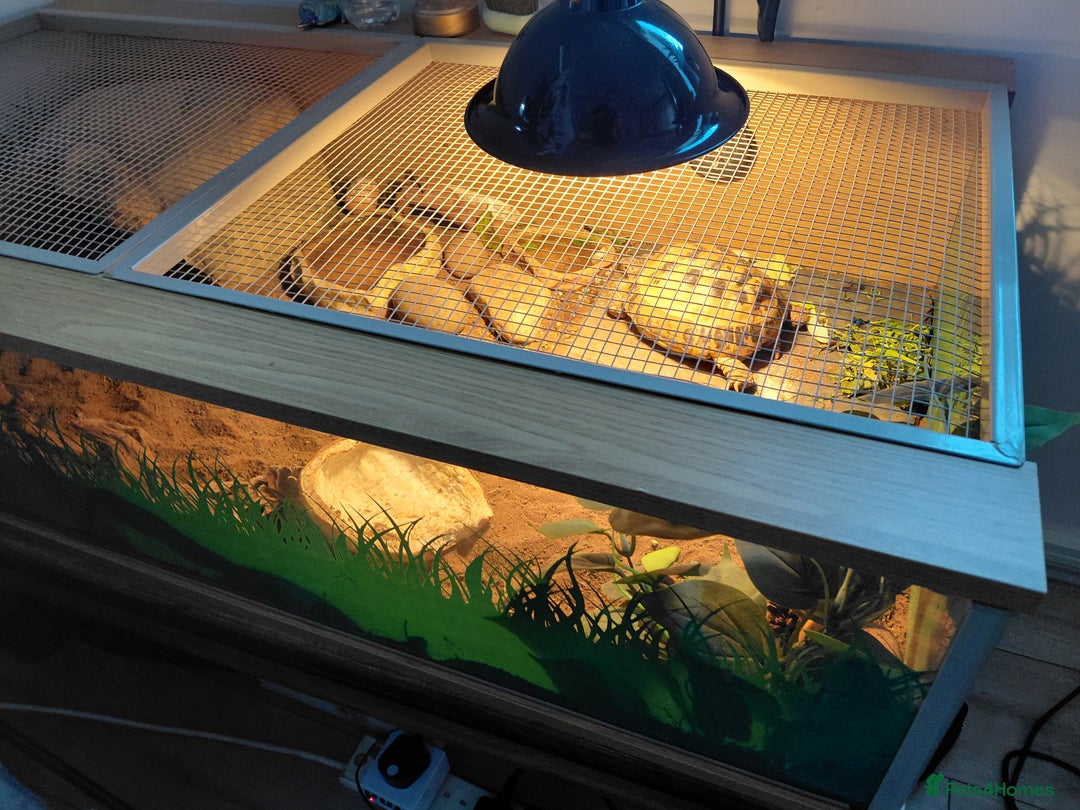 Tortoise reptiles for sale: Russian Tortoise  - Advert 4