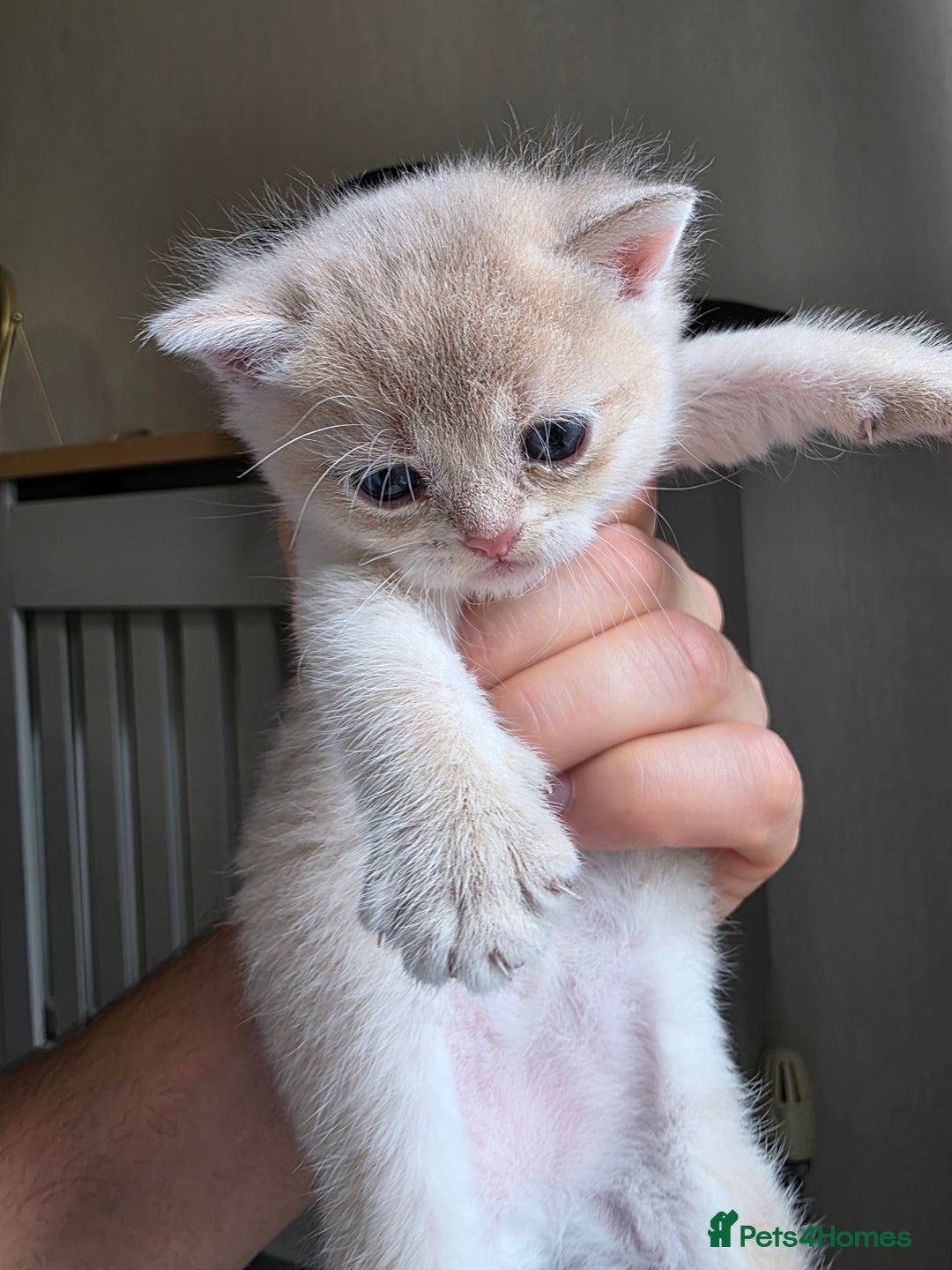 British Shorthair cats for sale: British shorthair Tica😻😽🐈😺😍🌹🌸🌼 - Advert 25