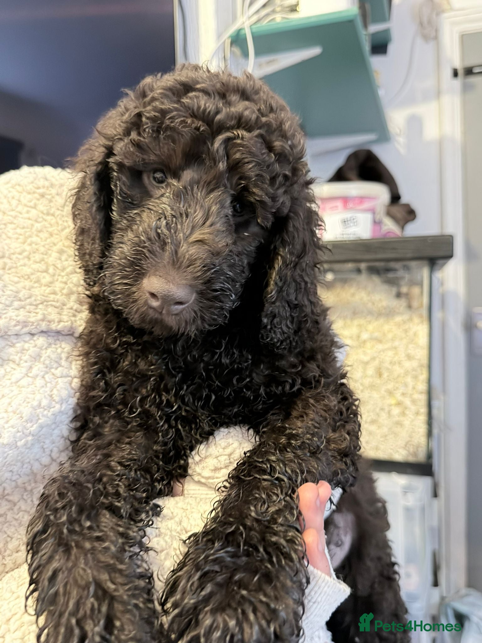 Australian Labradoodle dogs Labradoodle  - Advert 5