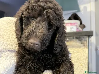 Australian Labradoodle dogs Labradoodle - Advert 5