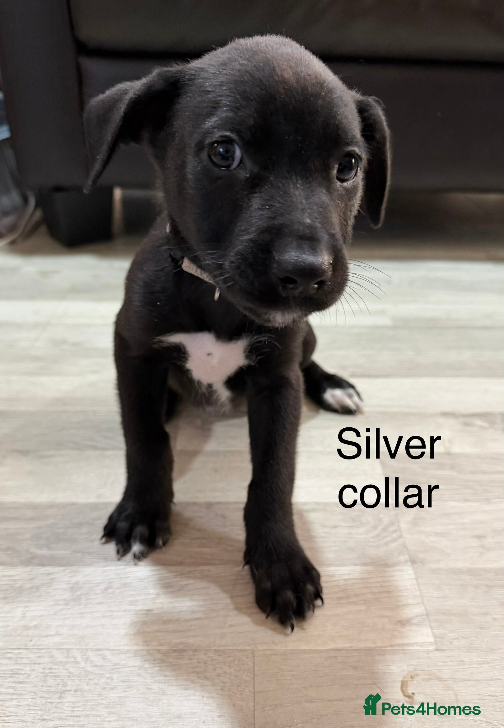 Mixed Breed dogs Belgium malinios x cane corso mix - Advert 2